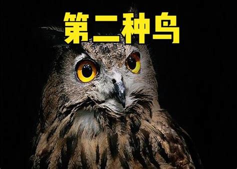 家里进鸟|俗语“两鸟进宅，无祸也有灾”，指哪2种鸟？为何进家。